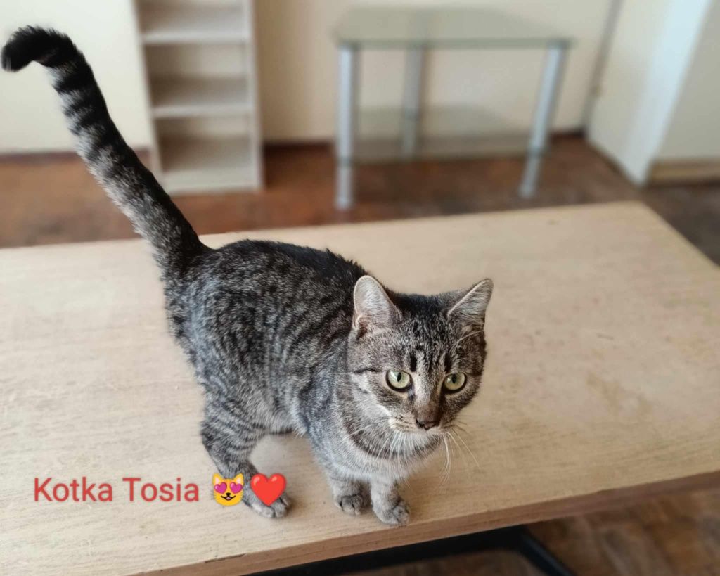 Koty do adopcji  za darmo
