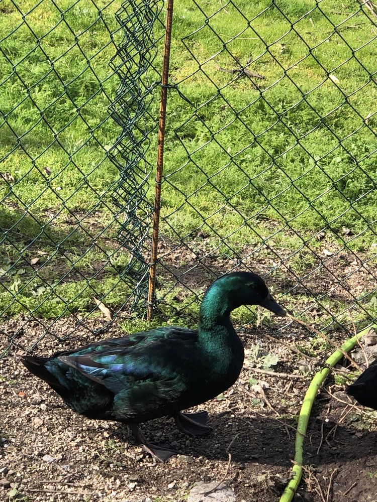 Ovos de pato cayuga