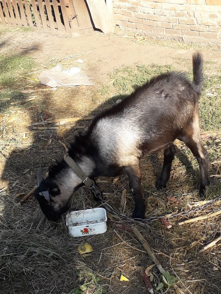 Продам козу дійну