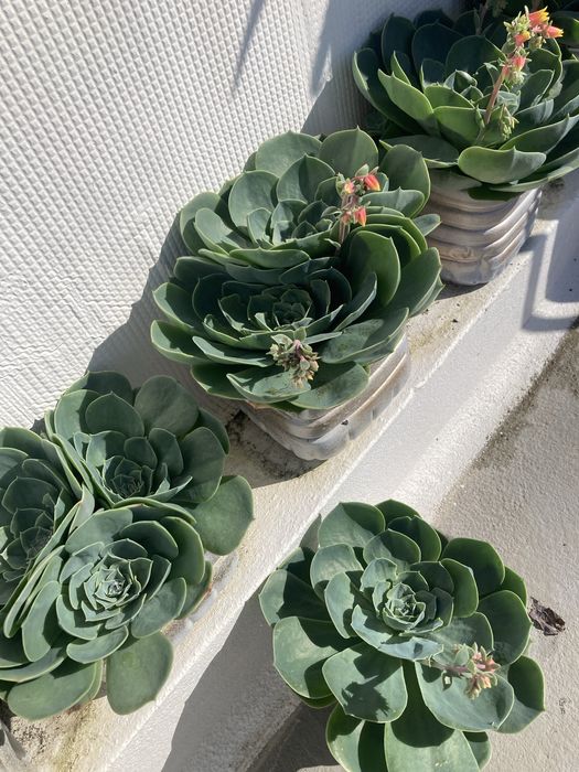 Suculentas adultas em vaso reciclado