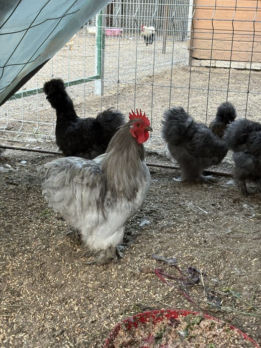 Kochin miniaturowy lawendowy