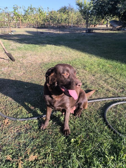 цуценята лабрадора ретривера