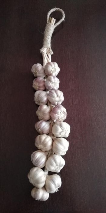 Czosnek zimowy Harnaś na wagę 5kg