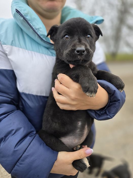 Цуценя в добрі ручки!