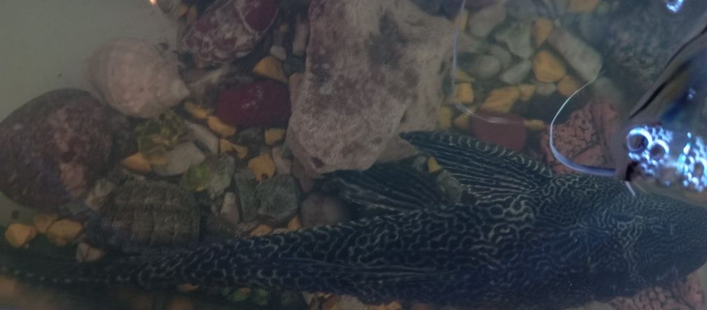 Glonojad lamparci 35cm