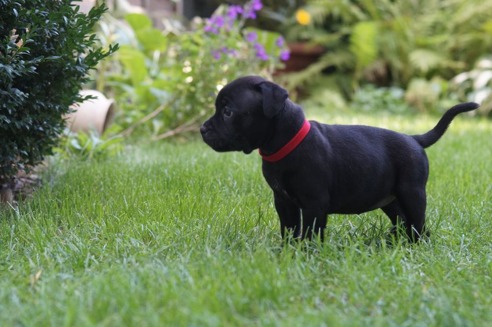 Staffordshire bull terrier ZKwP/FCI