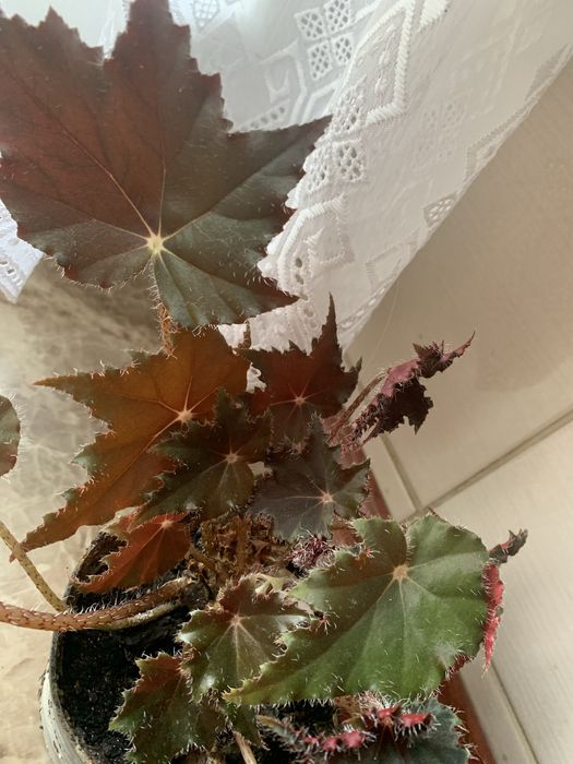 Бегонія кімнатна рослина