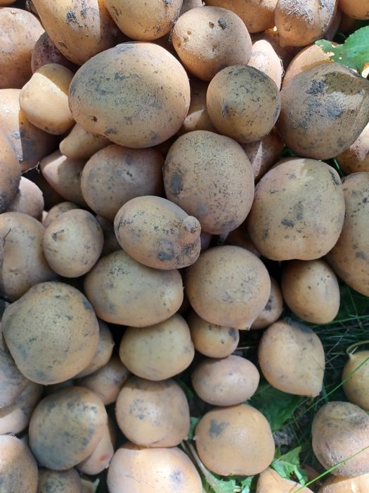 Картопля різних сортів на зиму.