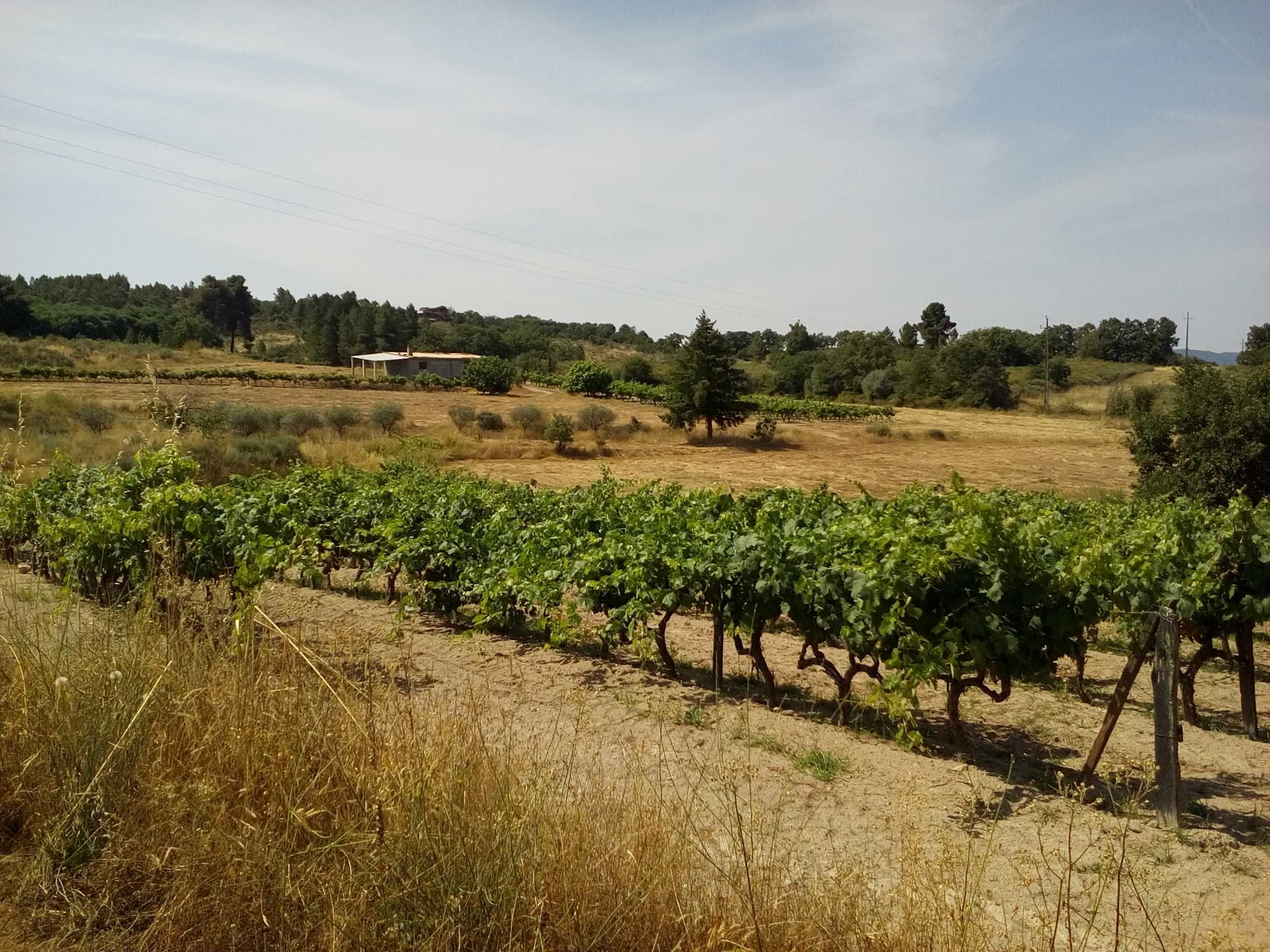 Terreno em Caria