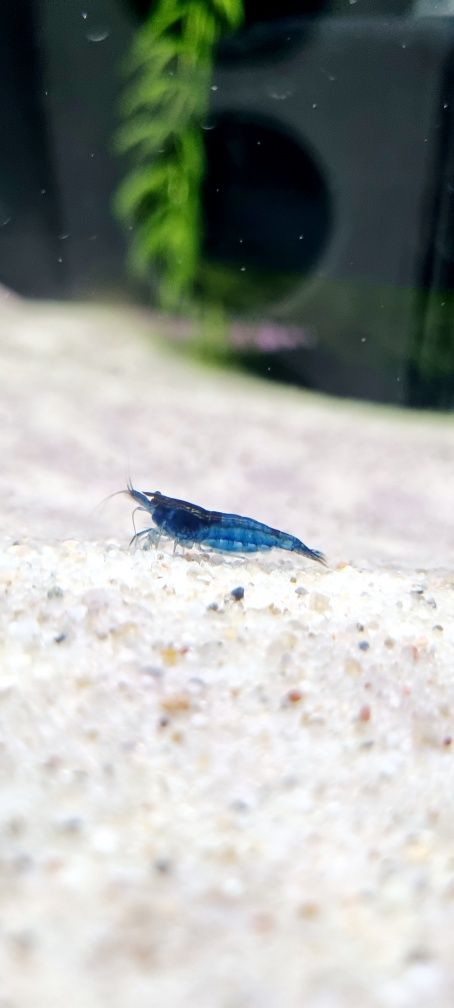 Krewetka neocaridina blue Velvet