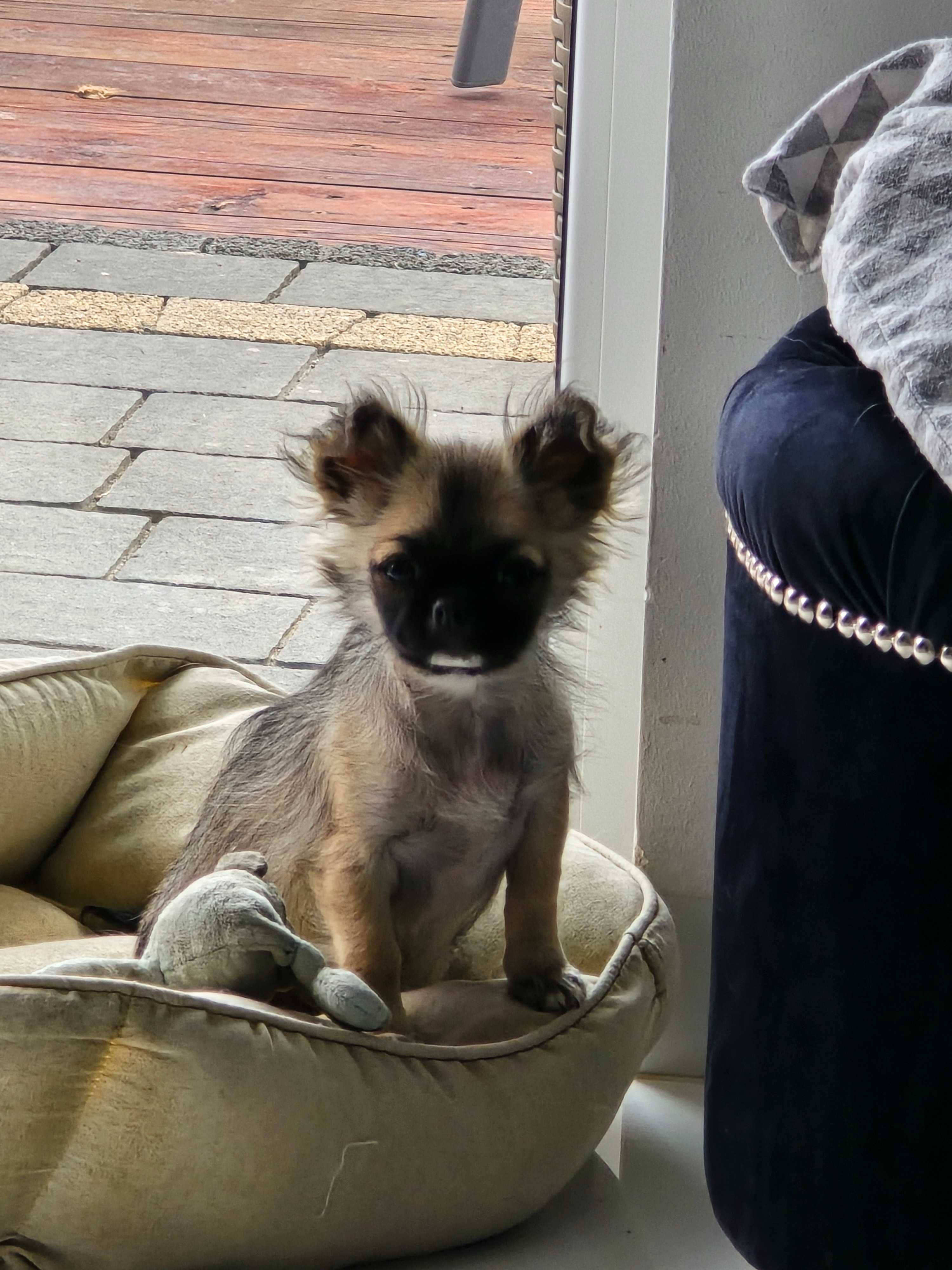 Piesek chihuahua zkwp