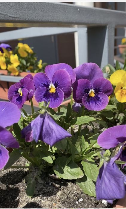 Камера від оригінального iPhone 11, камера на айфон