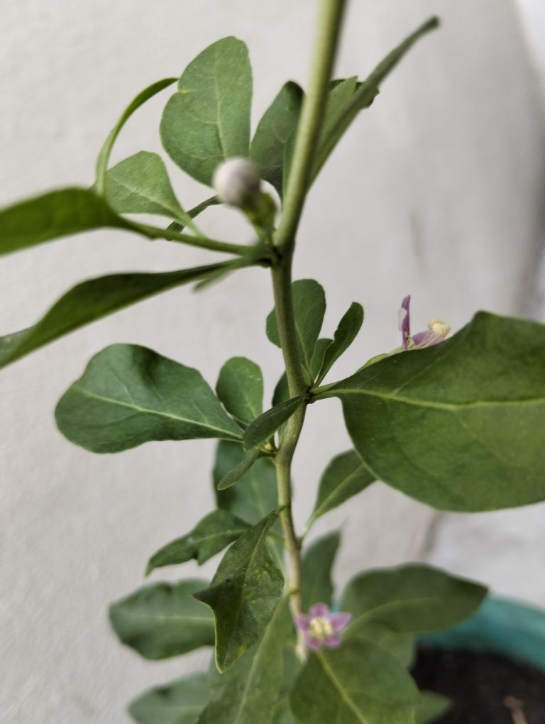 Muda de goji para venda