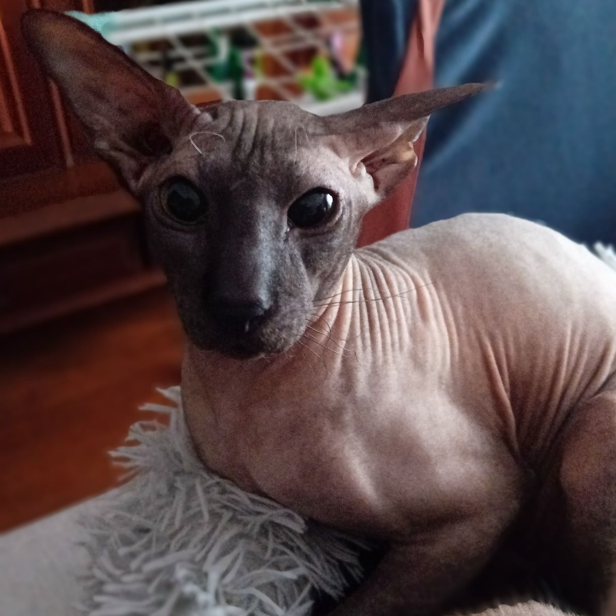 Peterbald FiFe/FPL