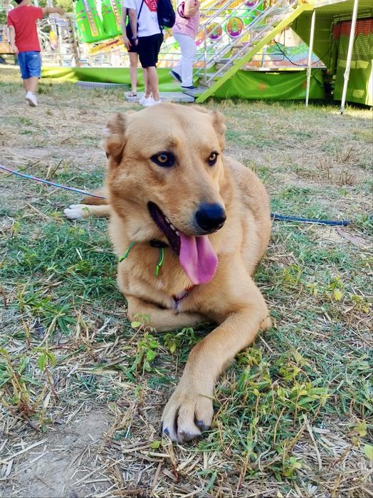 Machos de 1 ano e meio para adoção responsável