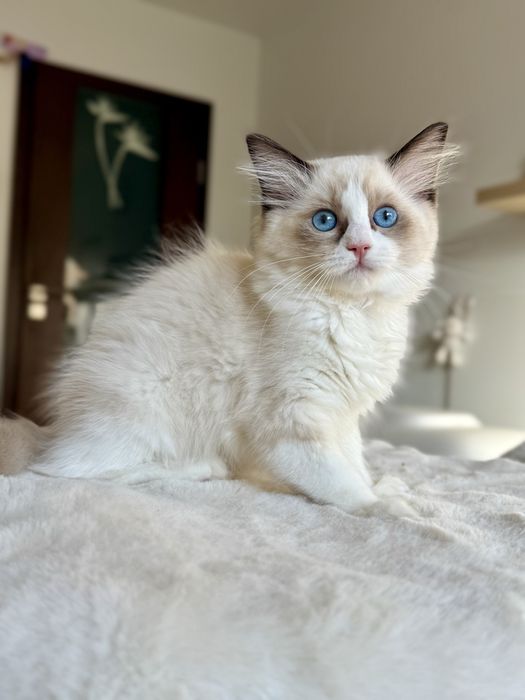 RAGDOLL kocurek seal bicolour FPL/Fife