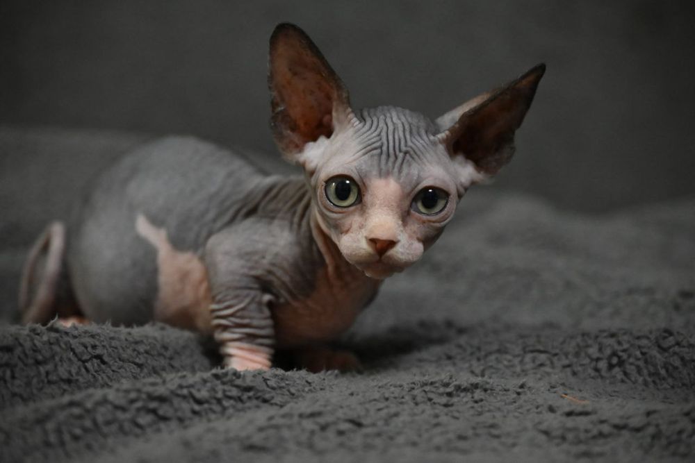 Бамбино.Мальчик.Канадский сфинкс