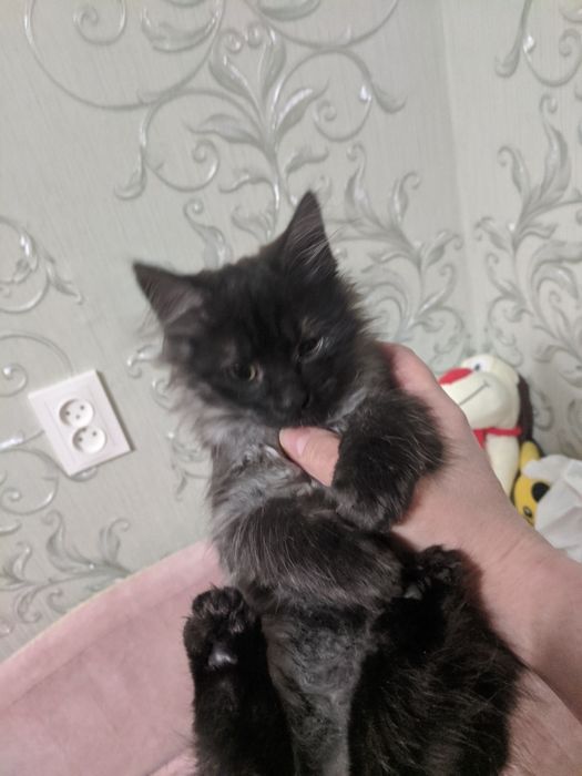 Віддамо в добрі руки  кошенят