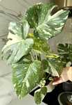 Monstera Thai cala roslina