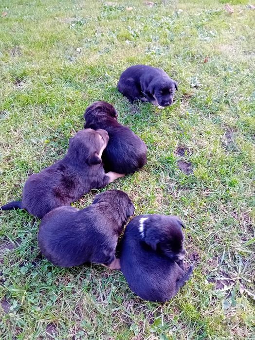 Oddam pieski w dobre rece