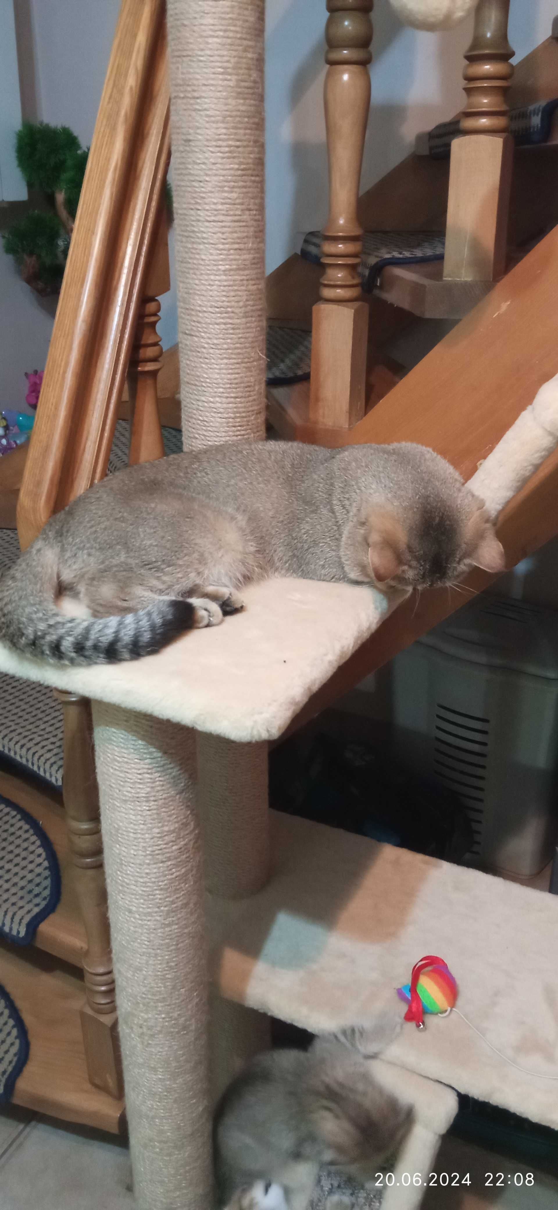 В'язка, Шотландський котик.