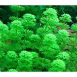 Oddam za darmo lub wymiana Limnophila sessiliflora po przycince