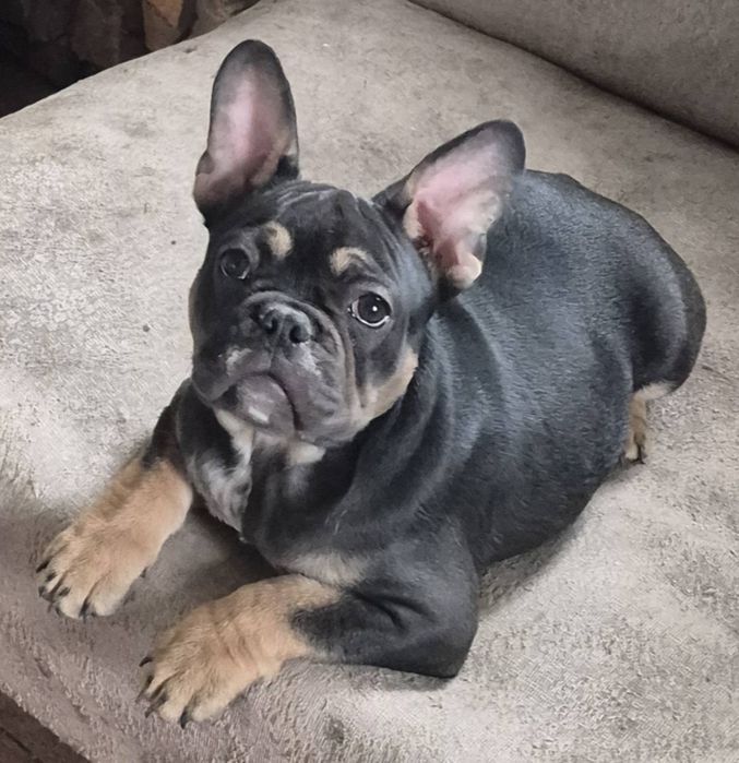 Продам цуциків французького бульдога