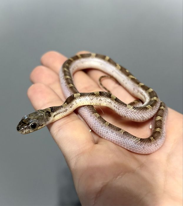 Waz zbozowy, smugowy, snow z wyprawka