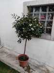 Planta arbusto Lilly Pilly