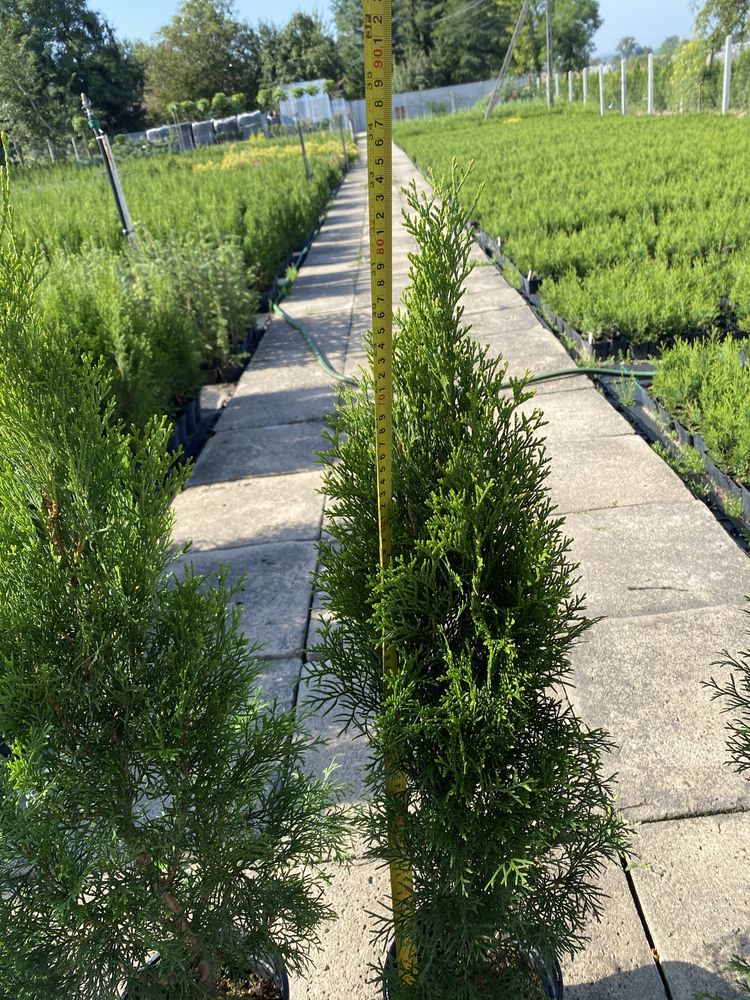 Tuja thuja szmaragd, smaragd 60-70 cm sadzonki w doniczce thuje