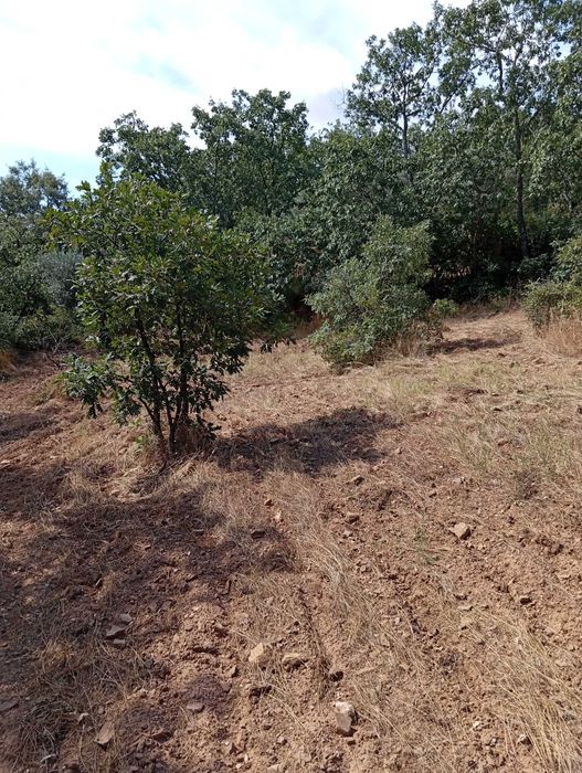 Terreno agrícola em Aldeia do Bispo/Penamacor com 1 hectare.