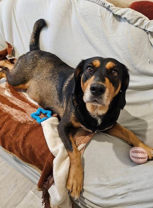 Sunia łapa szuka domu