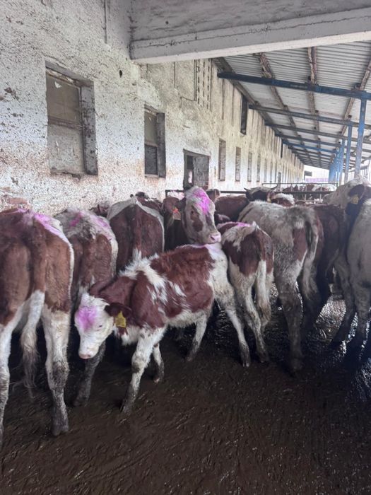 Jałówki czystorasowe simental jedno gospodarstwo