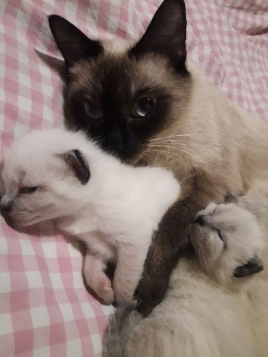 Котята   мальчик и девочка сиамские тайский