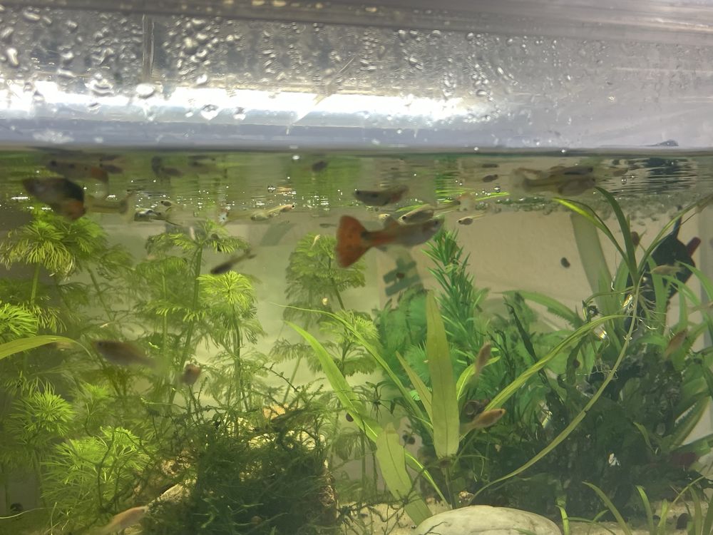 guppys com 1/2/3 mês para venda guppys de linhagem