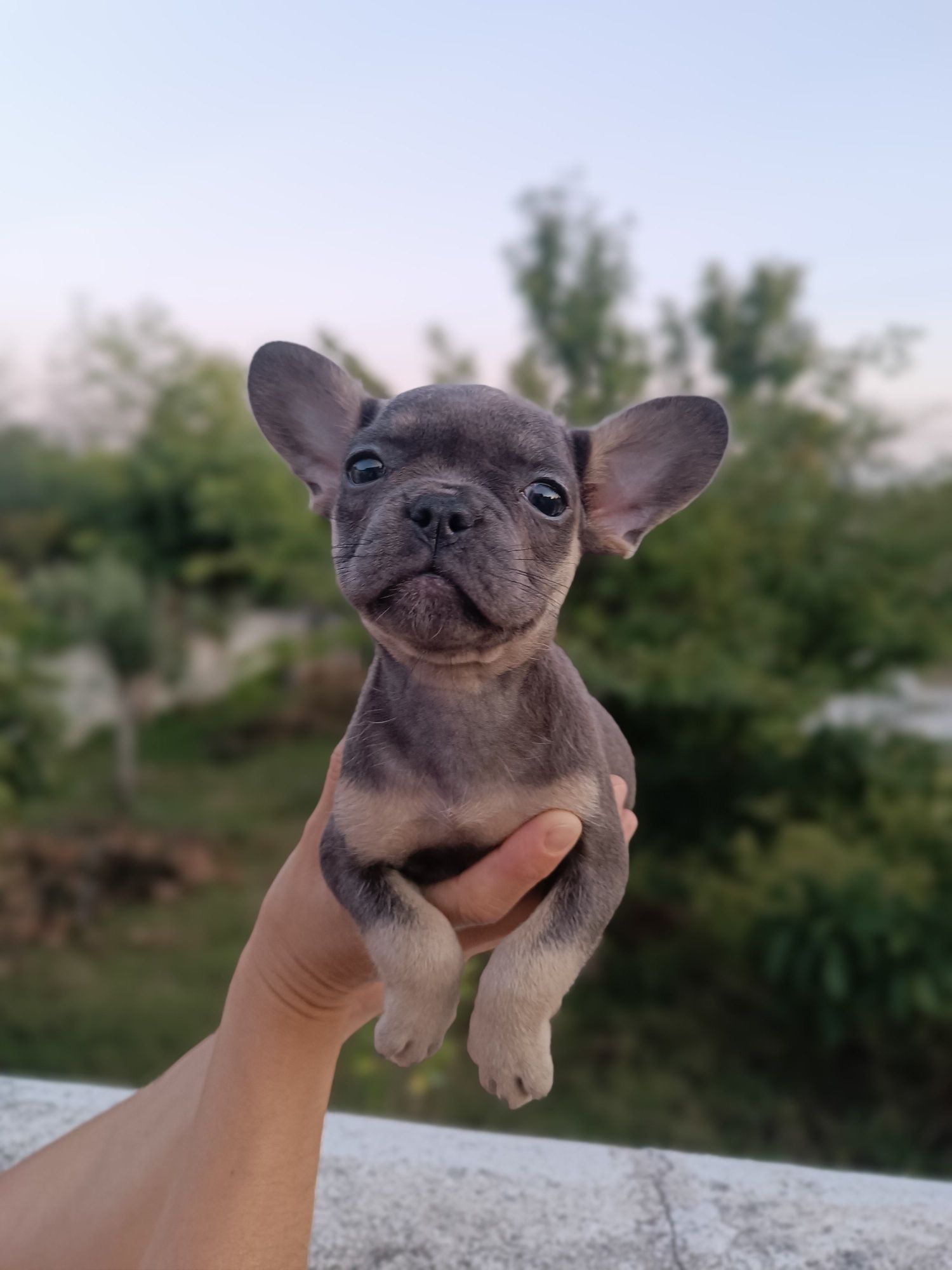 Bulldog francês exóticos