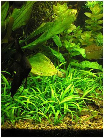 Аквариумное растение - Эхинодорус нежный
