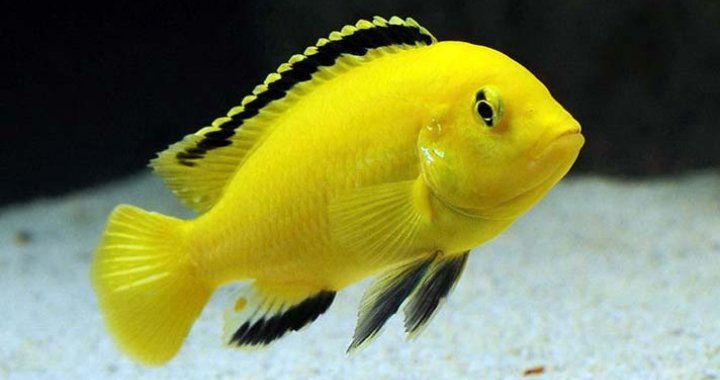Pyszczak  yellow