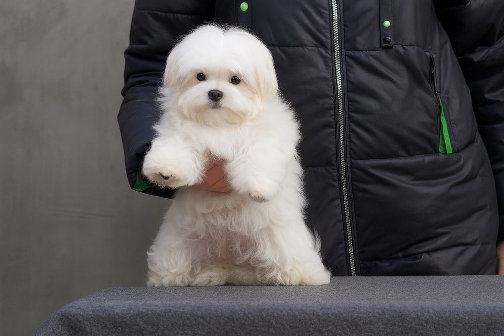 Цуценята мальтійської болонки з документами КСУ.