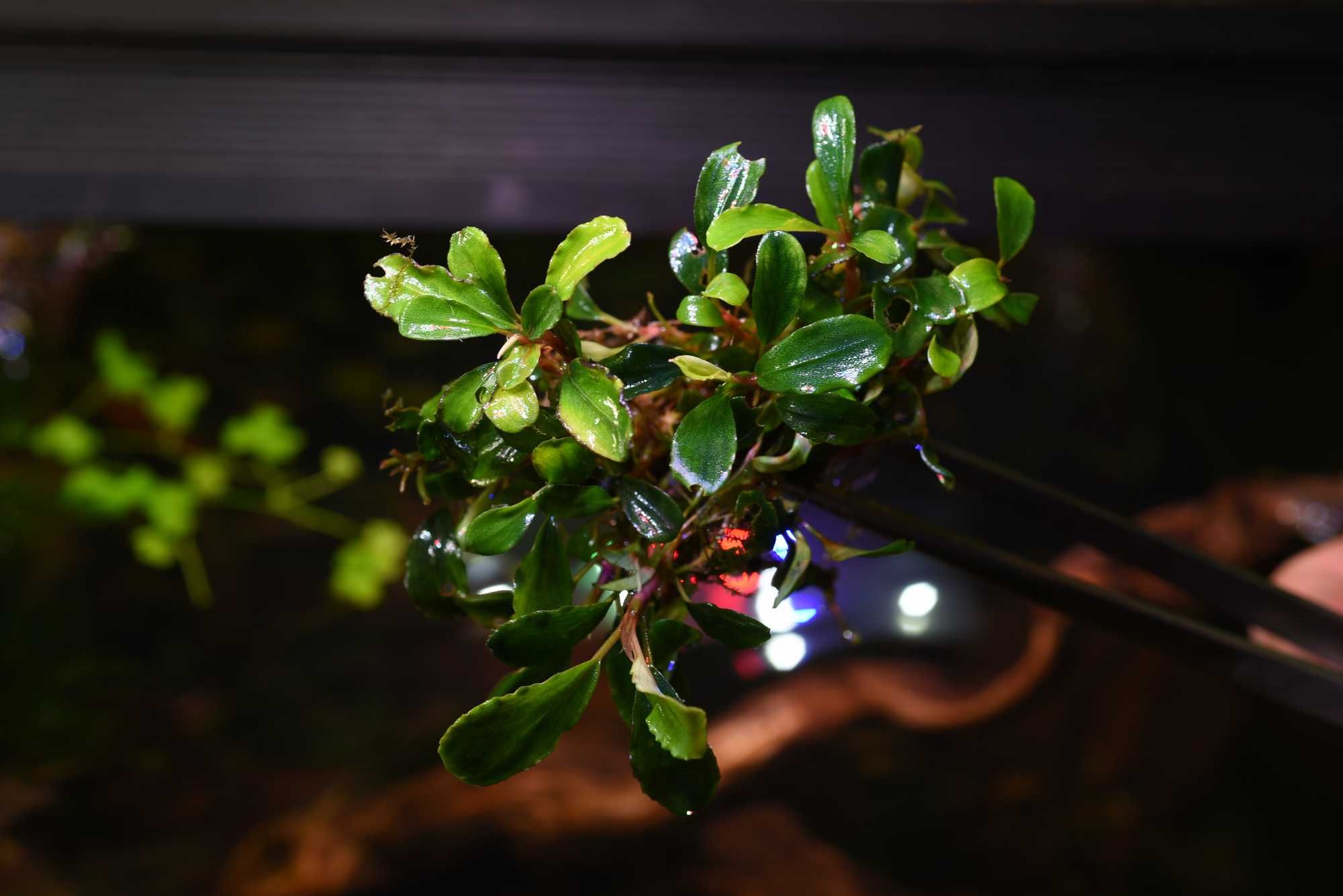 Буцефаландра Bucephalandra sp. Brownie Phantom Green