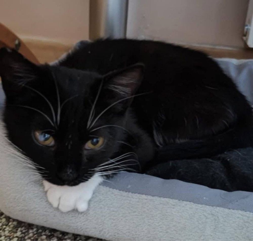 Kotka Melisa do adopcji