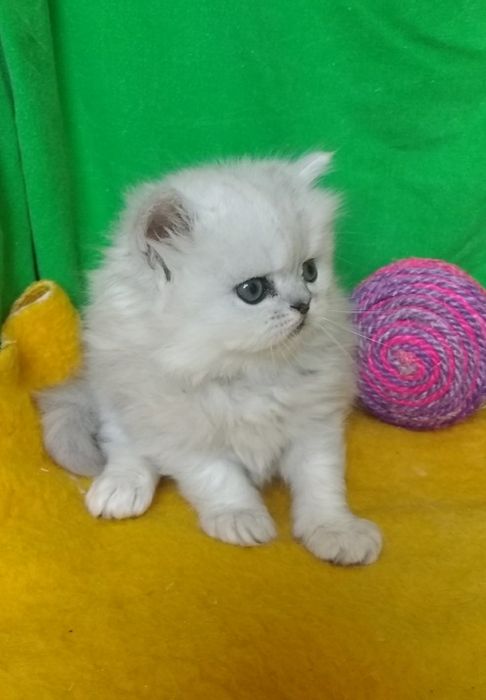 Котенок серебристой шиншиллы белый пепельный