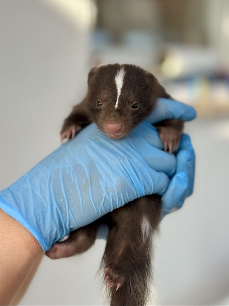 Skunks młody 2025 rezerwacja odbiór lipiec kolory