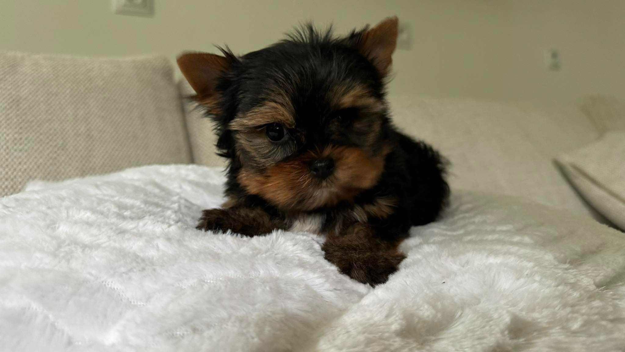 Mini Chłopiec Yorkshire Terrier z Rodowodem do 2kg