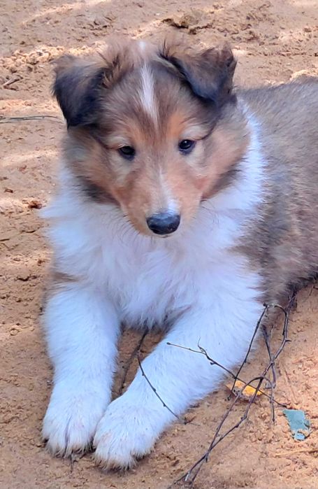 Owczarek Szkocki- szczeniak