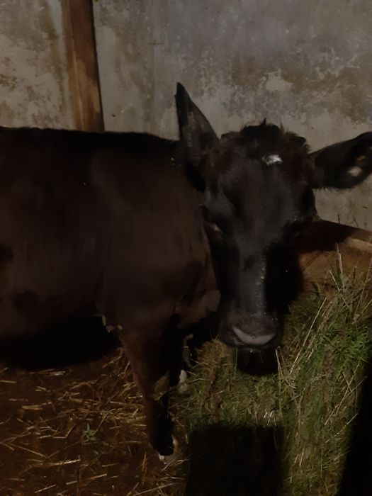 Продамо теличку.