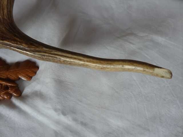 Роги оленя,  сувенірні 50 см