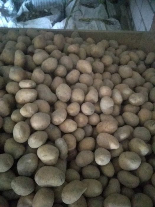 Ziemianki jadalne i paszowe, sadzeniaki