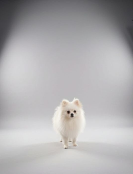 Szpic miniaturowy pomeranian biały pies