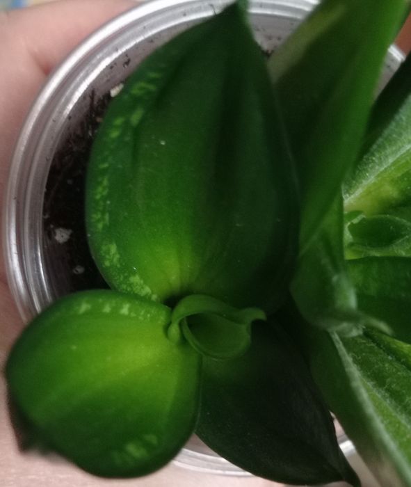 Сансевиерия Грин мулд Пагода Фрозен Лупс прайд Сиа стар Венди Стилиш ф